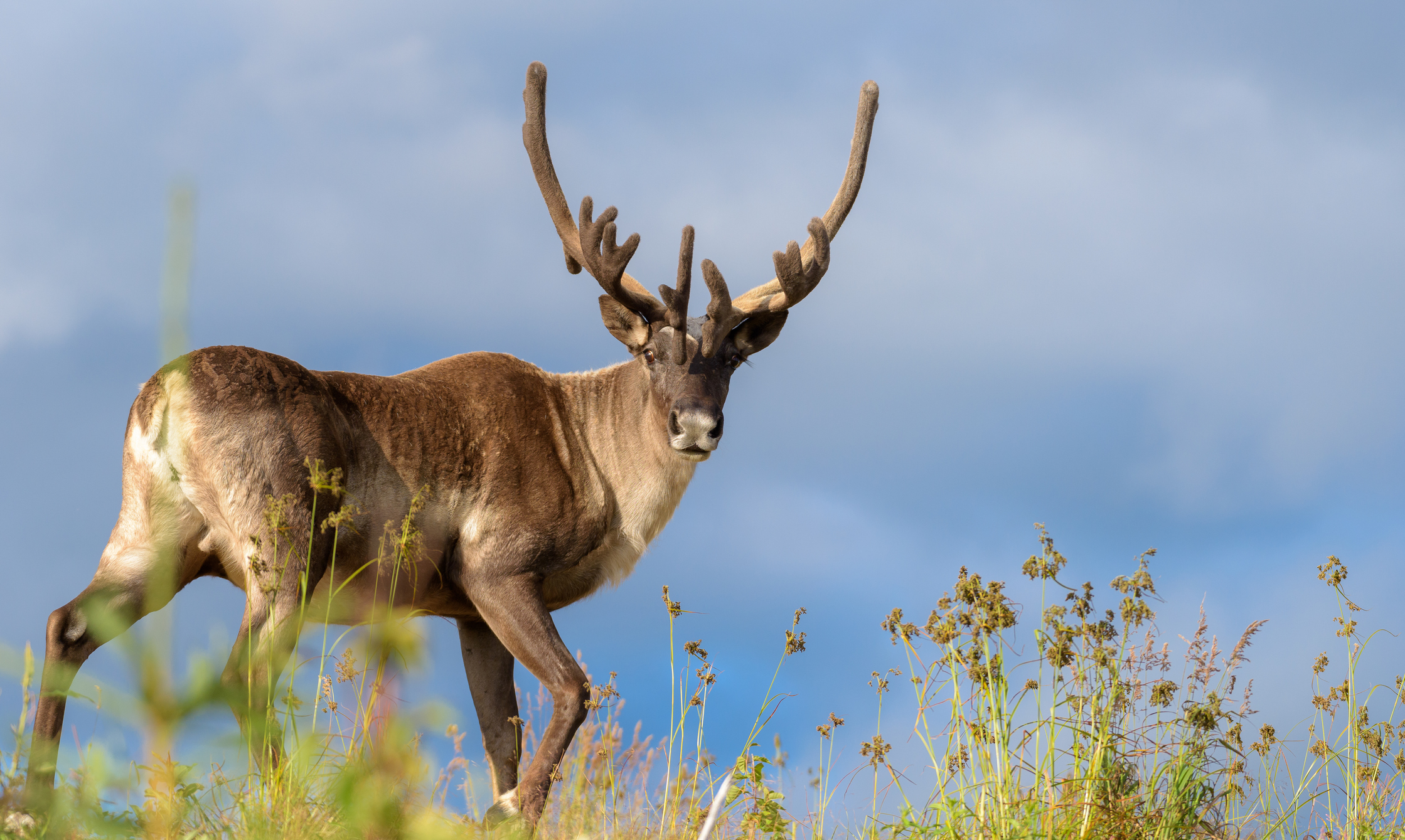 Last Wild Caribou in the Lower 48 States Is No Longer Wild
